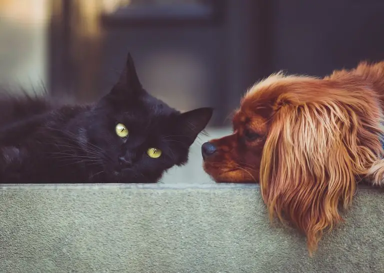 Brown dog looking at a black cat