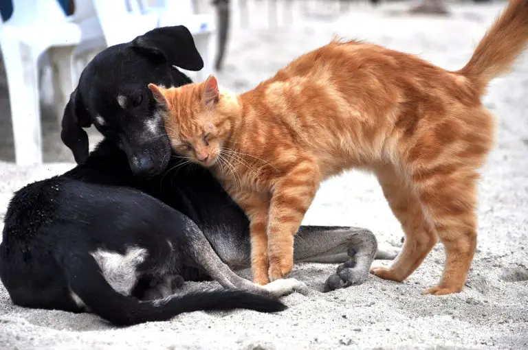 Ginger cat playing with black dog