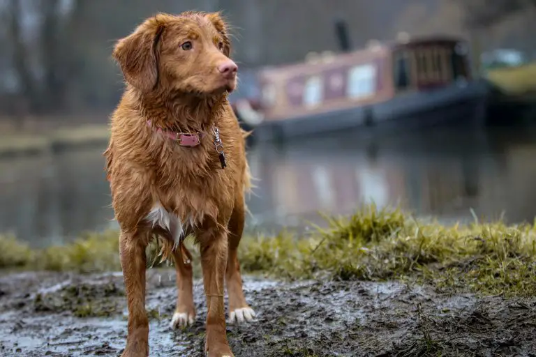 Brown dog walking in the rain