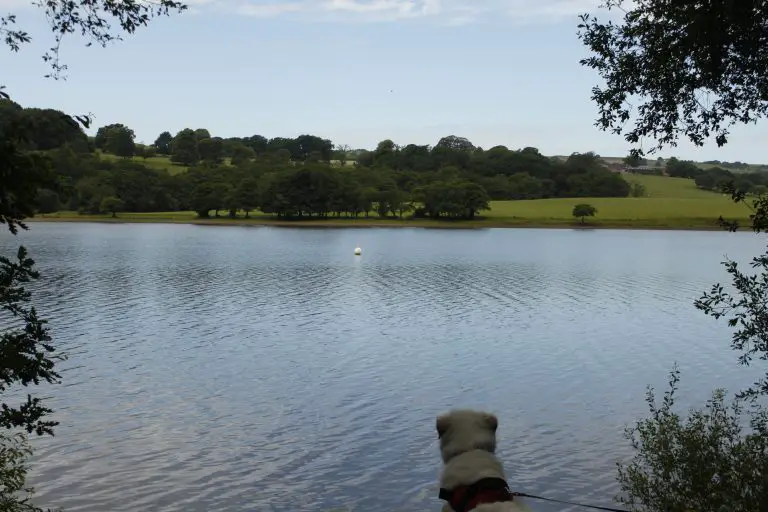 White dog looking out at Rudyard Lake from the eastern shore.