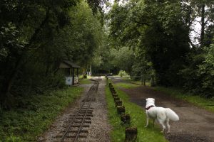 White dog stood on the eastern shore path of Rudyard Lake, next to the miniature railway line.