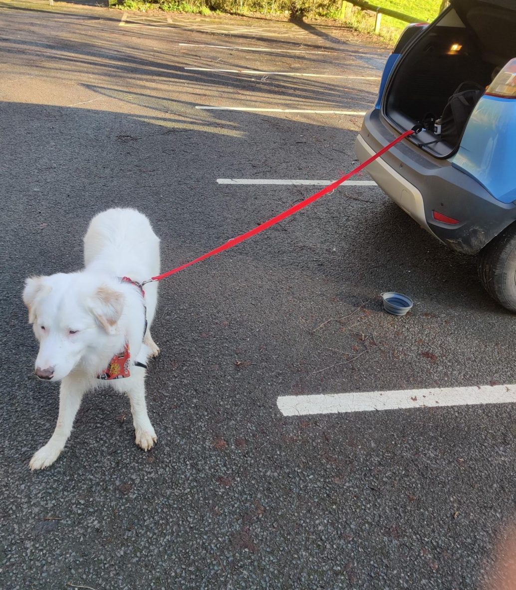 Dog tethered to car with a Halti lead